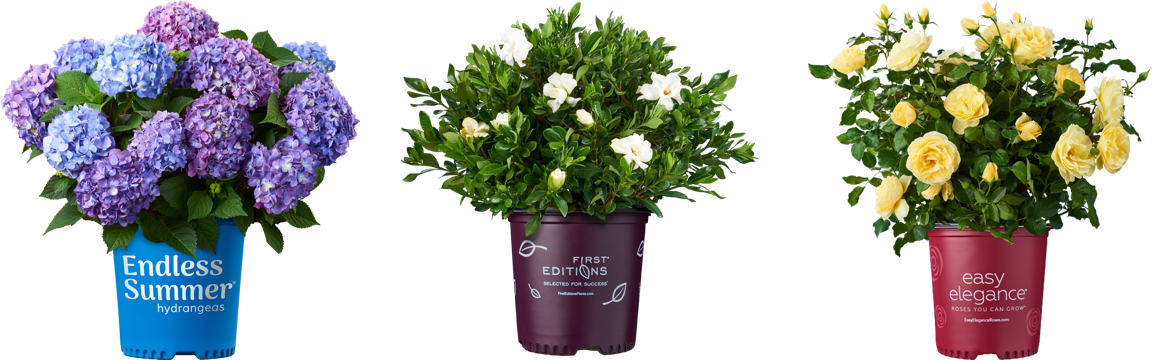 Finished Plants and Container Plants from Bailey Nurseries