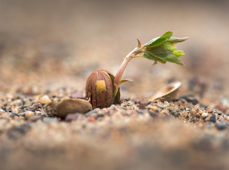 sprouting plant