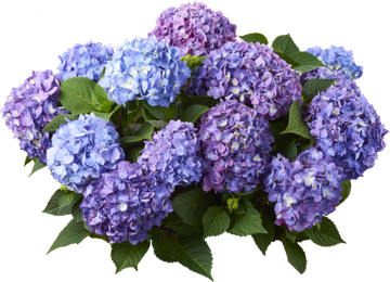 Endless Summer Hydrangea