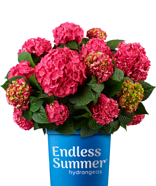 Welcome To Bailey Nurseries Growing What S Next Welcome To Bailey Nurseries Growing What S Next