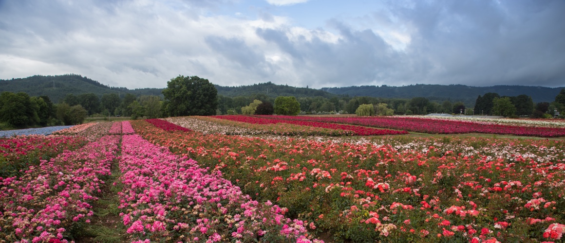 field of Easy Elegance roses