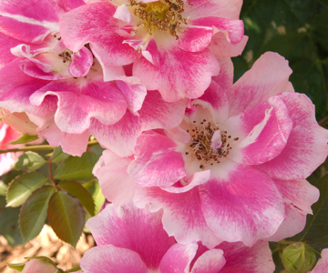 http://Funny%20Face%20Easy%20Elegance%20Rose