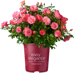 About Easy Elegance Roses From Bailey Nurseries