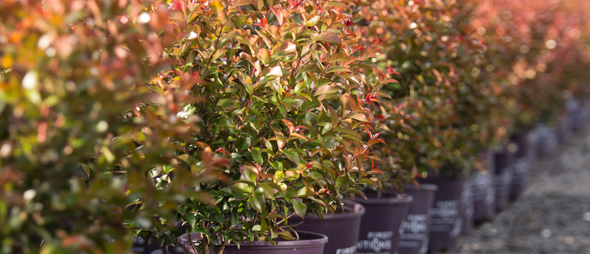 First Editions potted plants