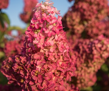 http://First%20Editions%20Berry%20White%20Hydrangea