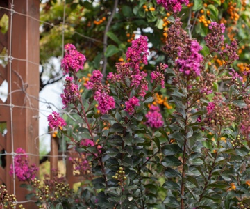 http://First%20Editions%20Plum%20Magic%20Crapemyrtle