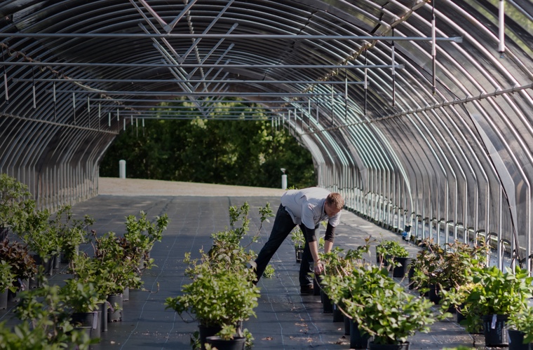 Bailey Nurseries potted plants in greenhouse