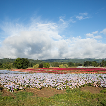 http://Bailey%20Nurseries%20Oregon%20growing%20fields