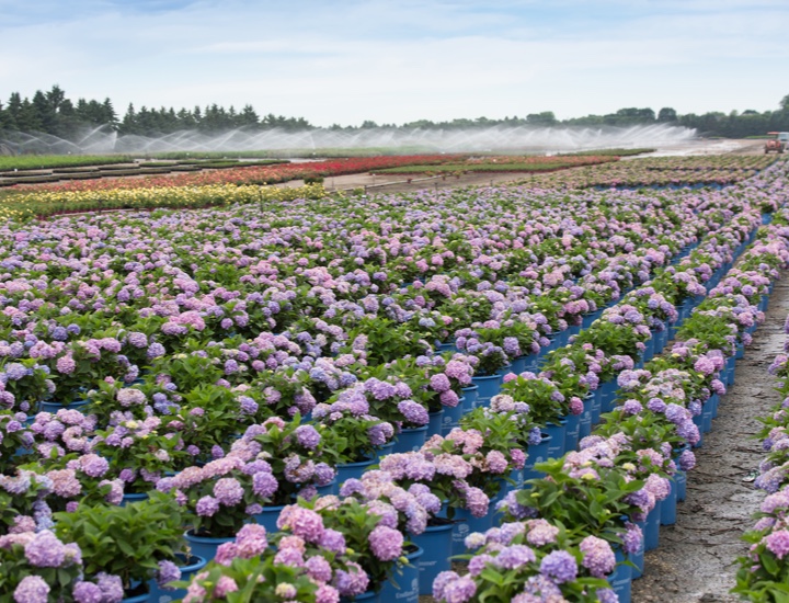 field of Endless Summer hydrangeas