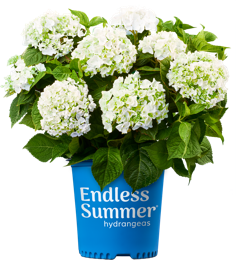 http://Endless%20Summer%20Blushing%20Bride%20potted%20white%20hydrangea