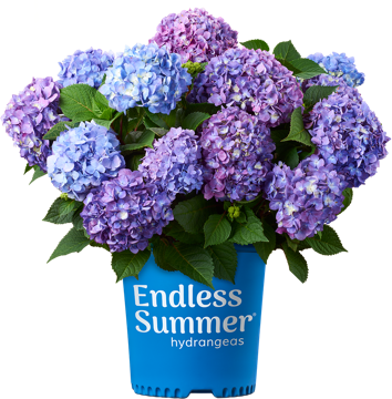 http://Endless%20Summer%20BloomStruck%20potted%20hydrangea