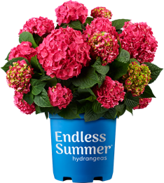 http://Endless%20Summer%20Summer%20Crush%20potted%20hydrangea