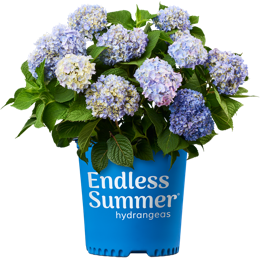 http://Endless%20Summer%20Original%20potted%20hydrangea