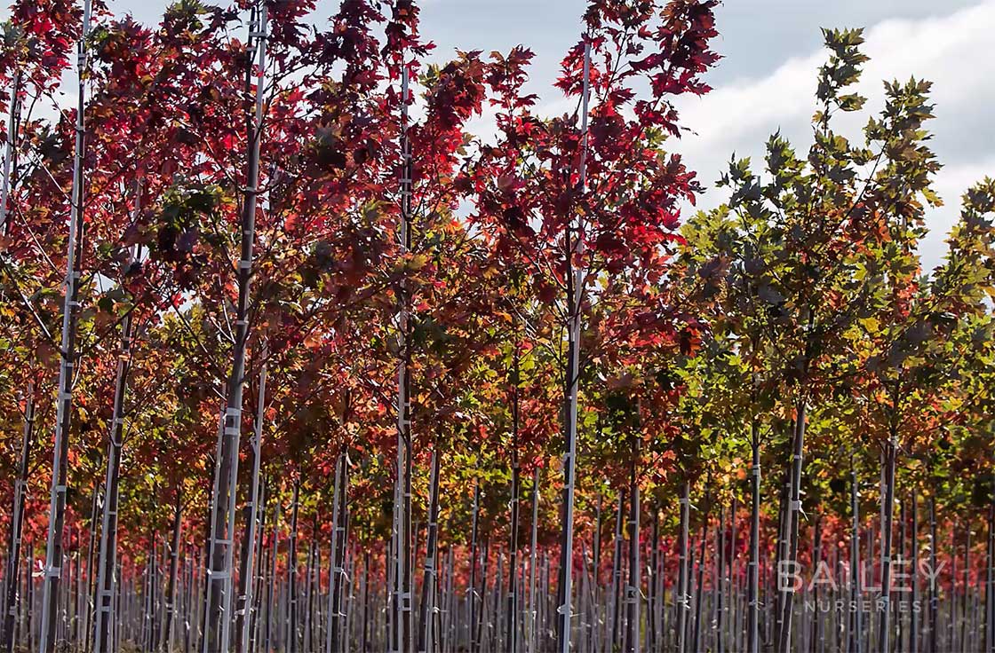 shade trees shade trees