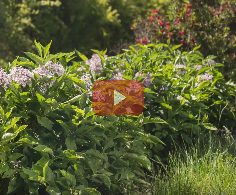 About First Editions Plants From Bailey Nurseries