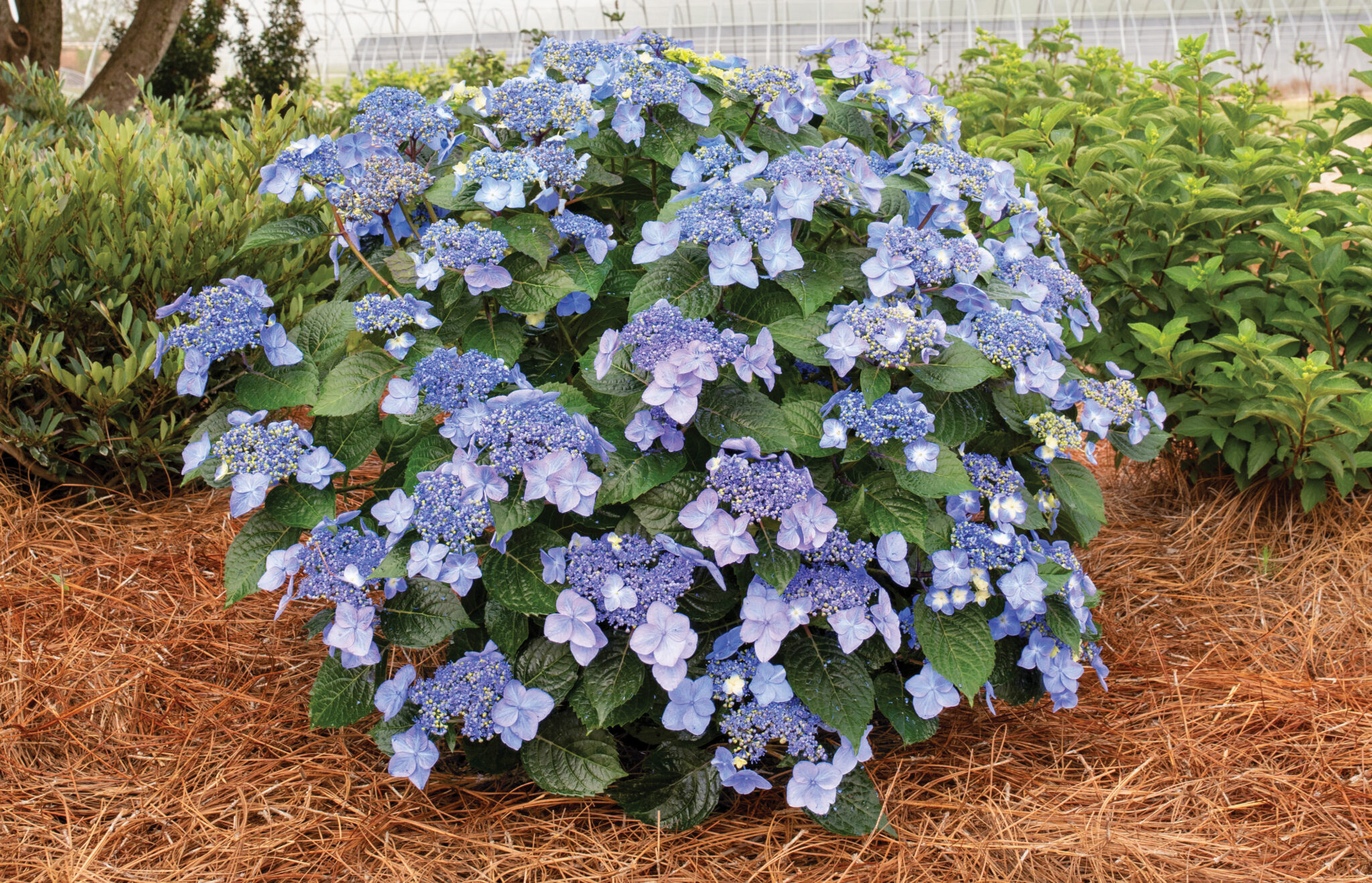 About Endless Summer Hydrangeas From Bailey Nurseries