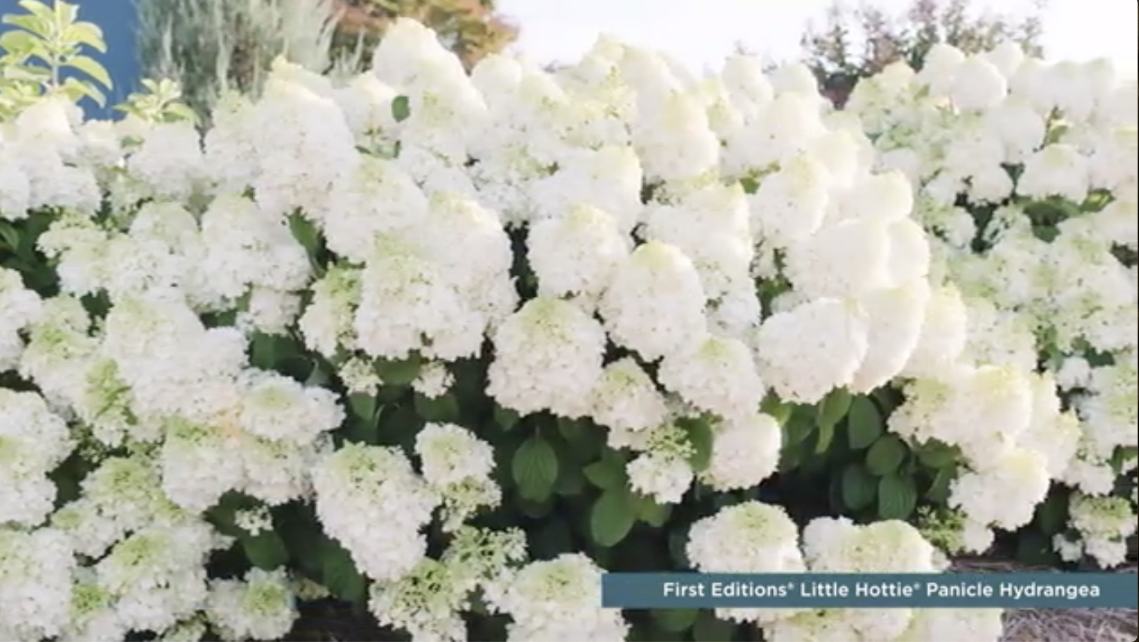 Little Hottie Panicle Hydrangea in the landscape