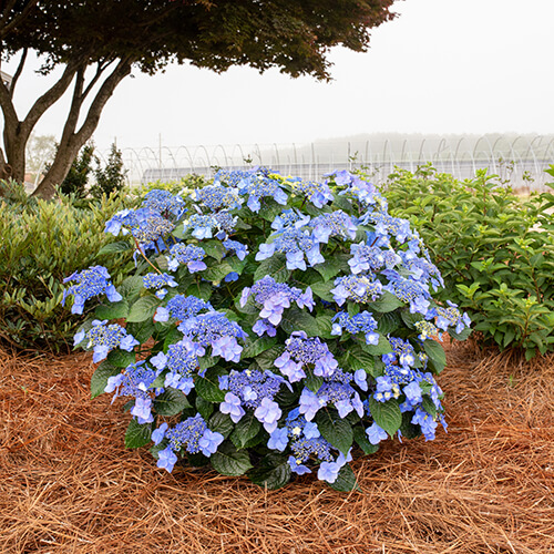 Pop Star™ Hydrangea planted in ground.