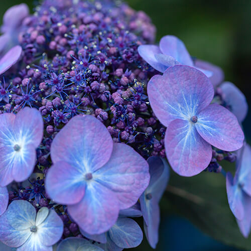 Pop Star™ Hydrangea closeup