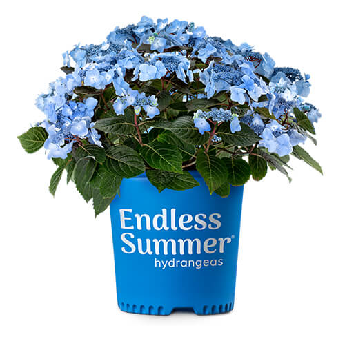 Pop Star™ Hydrangea in container