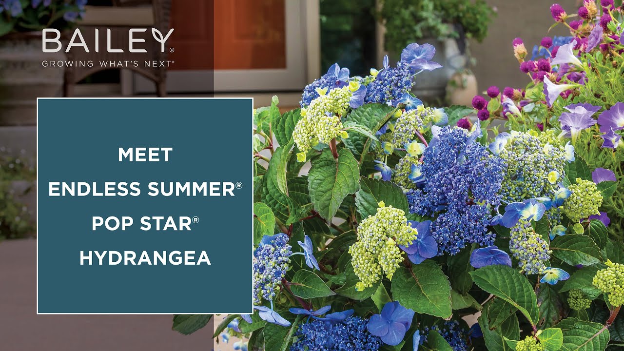 Meet Endless Summer® Pop Star® Hydrangea