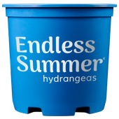 Endless Summer® Hydrangeas Container