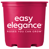 Easy Elegance® Roses Container