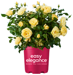 http://High%20Voltage%20Roses%20by%20Easy%20Elegance®
