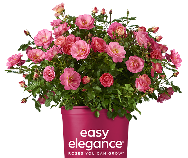 Easy Elegance® Sunrise Sunset Roses