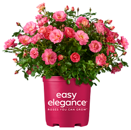 http://Sunrise%20Sunset%20Roses%20by%20Easy%20Elegance®