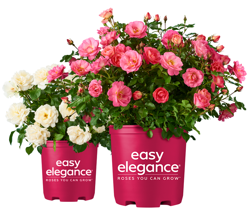 Easy Elegance® pink and white roses