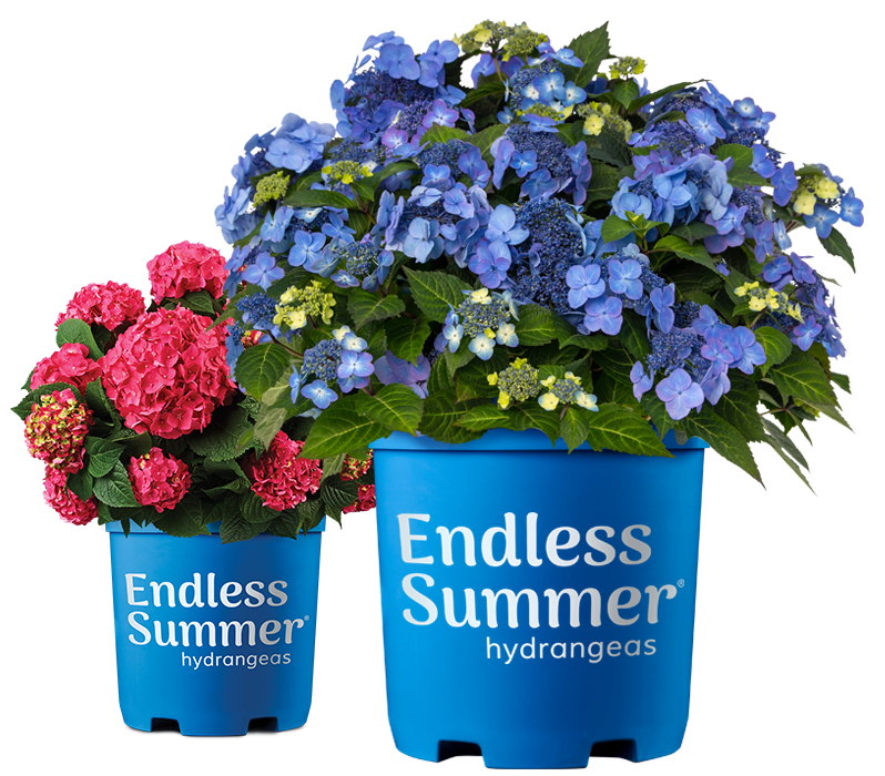 Endless Summer® Hydrangeas