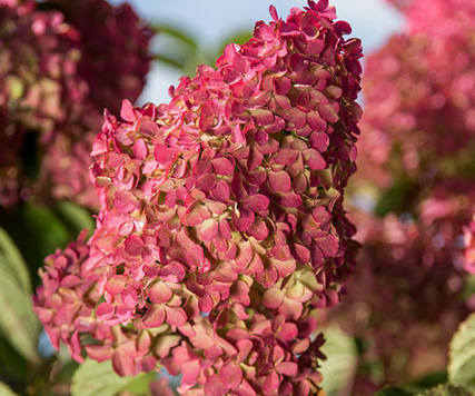 http://Berry%20White%20Hydrangea