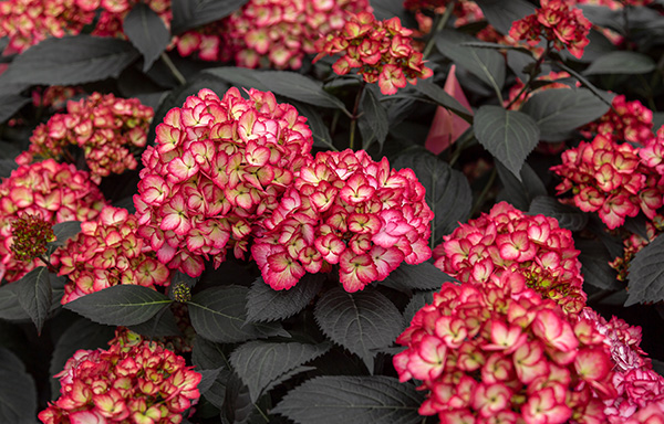 First Editions® Eclipse® Bigleaf Hydrangea