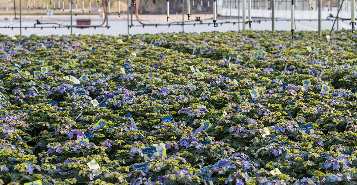 Bud and Bloom Plants ready for Spring