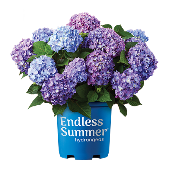 Endless Summer BloomStruck Hydrangea in blue Endless Summer pot.