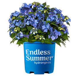 http://Endless%20Summer%20Pop%20Star%20Hydrangea%20in%20blue%20Endless%20Summer%20Pot