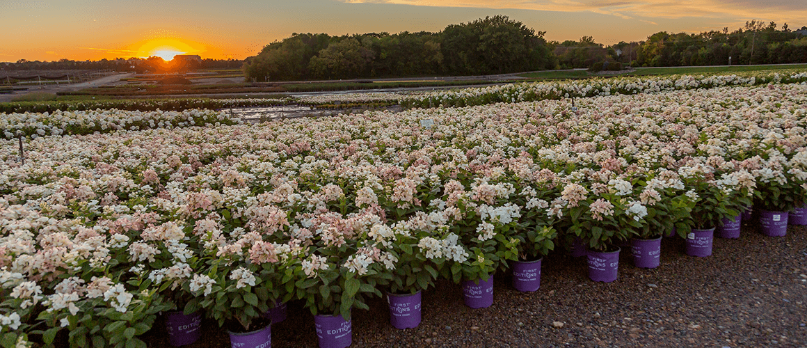 White Diamonds Panicle Hydrangeas in pots