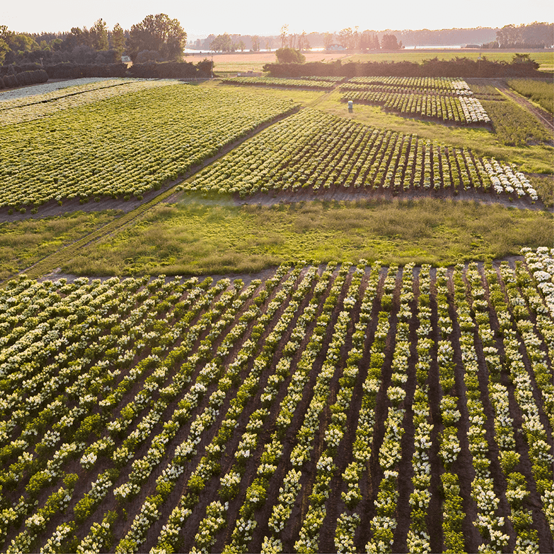 http://Bailey%20Nurseries%20Oregon%20growing%20fields