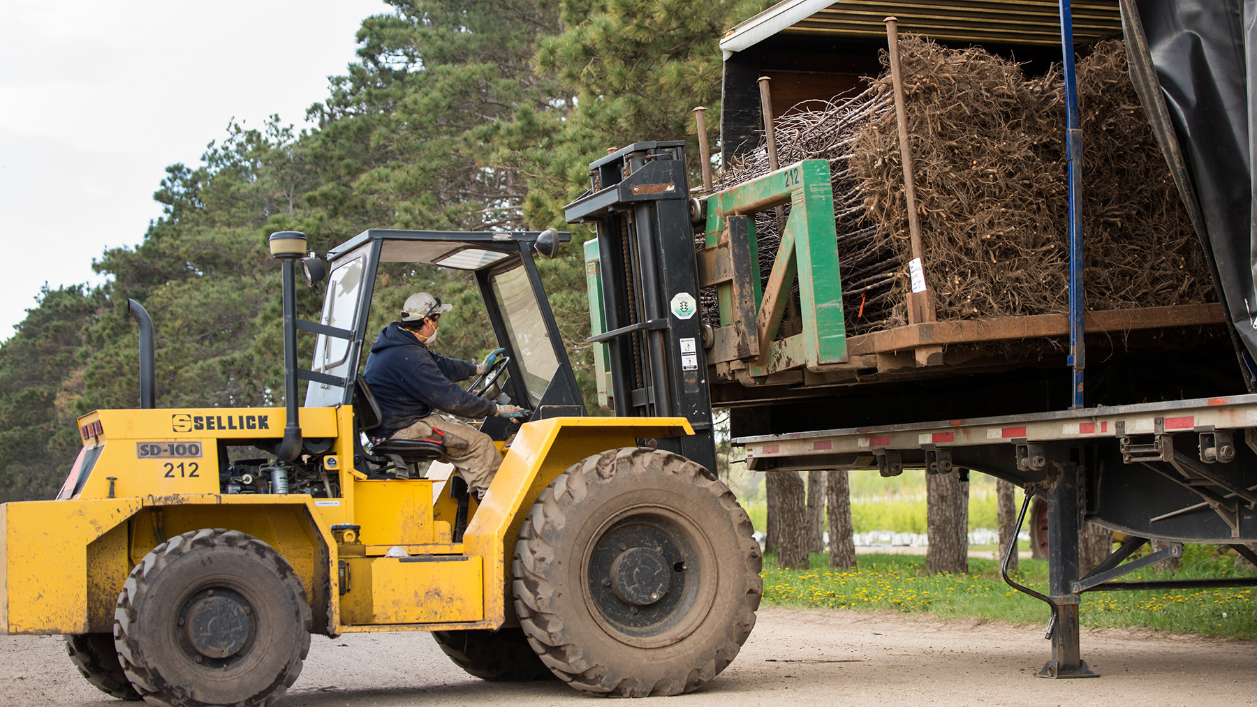 Unloading bareroot from truck