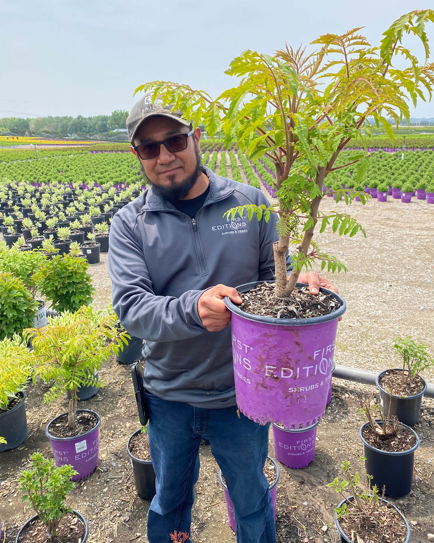 This Tiger Eyes® Sumac was pruned before planting and has multiple strong stems