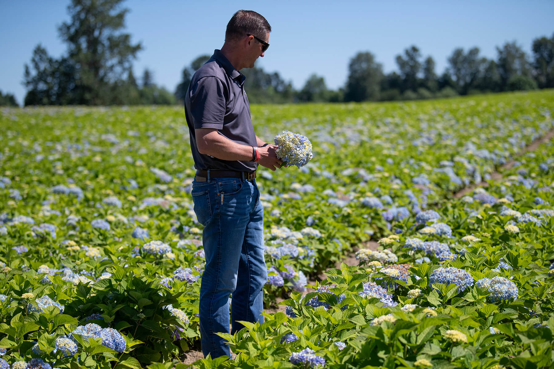 In the Field with Endless Summer®