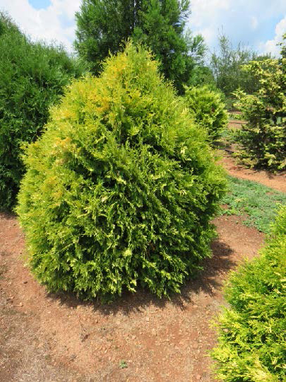 Lemon Burst® Arborvitae