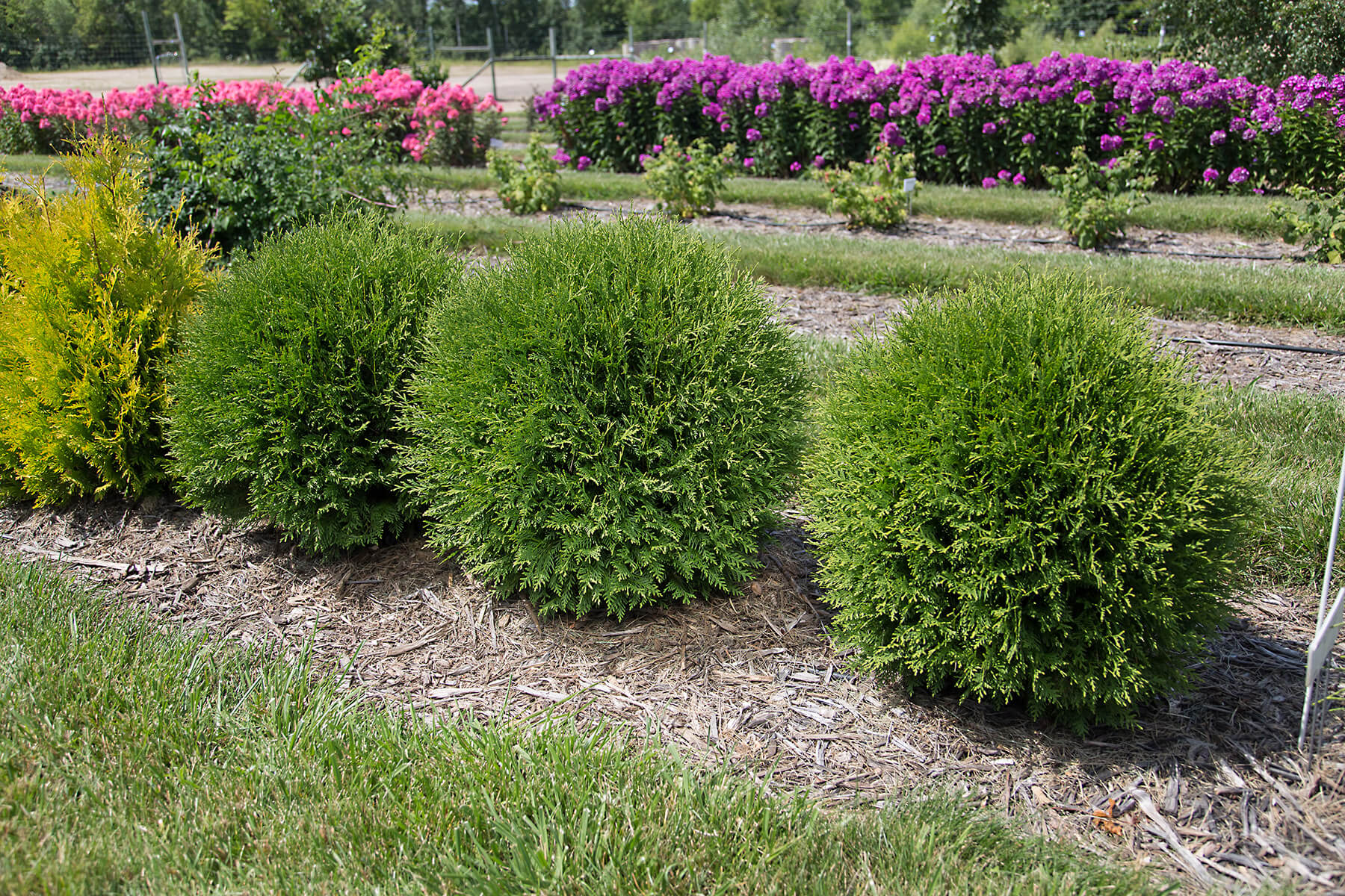 Planet Earth® Arborvitae