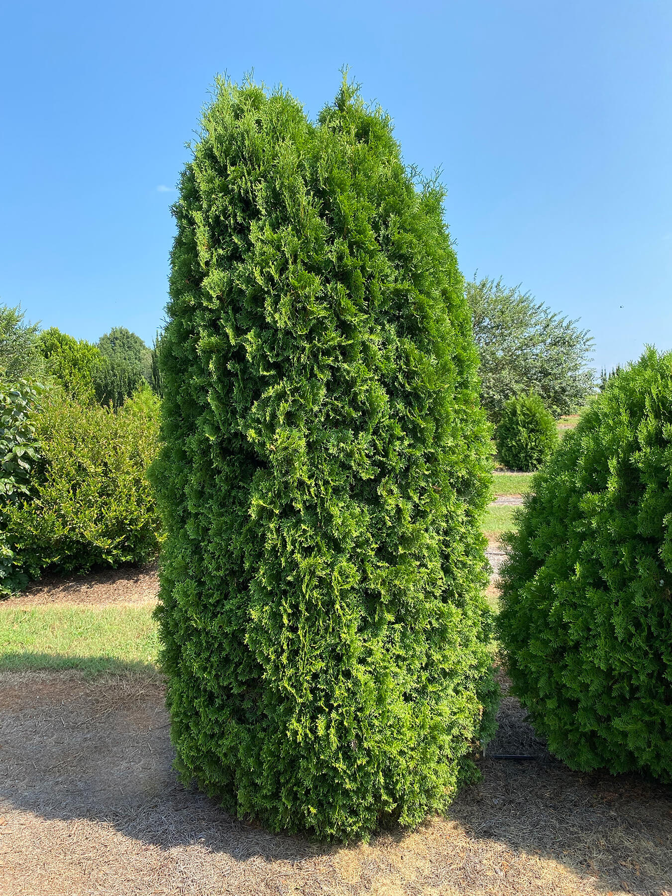 Tall Guy® Arborvitae