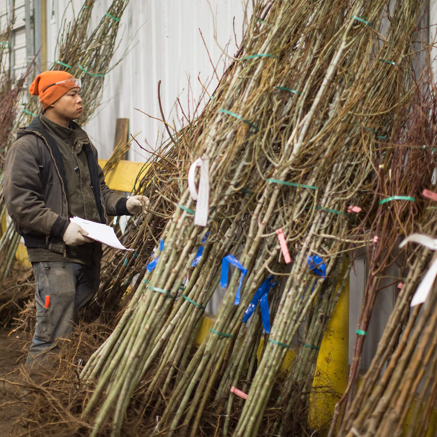 Team member inspecting the bareroot tree bundles