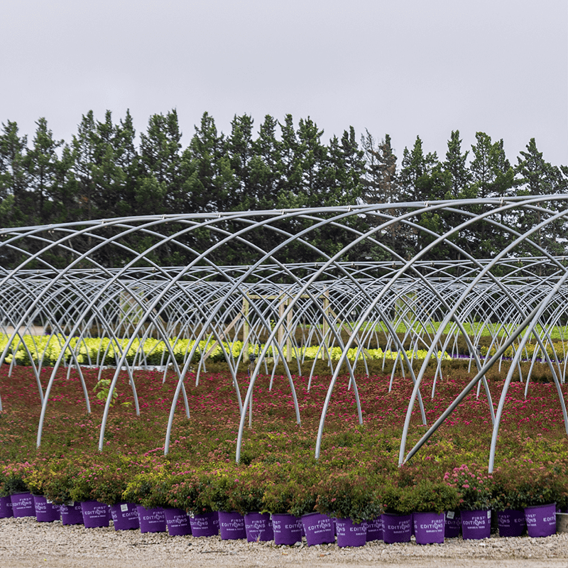 http://Bailey%20Nurseries%20Illinois
