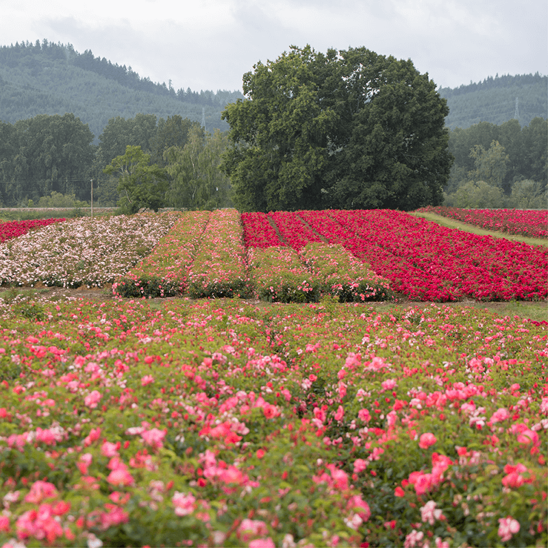 http://Bailey%20Nurseries%20Yamhill,%20Oregon