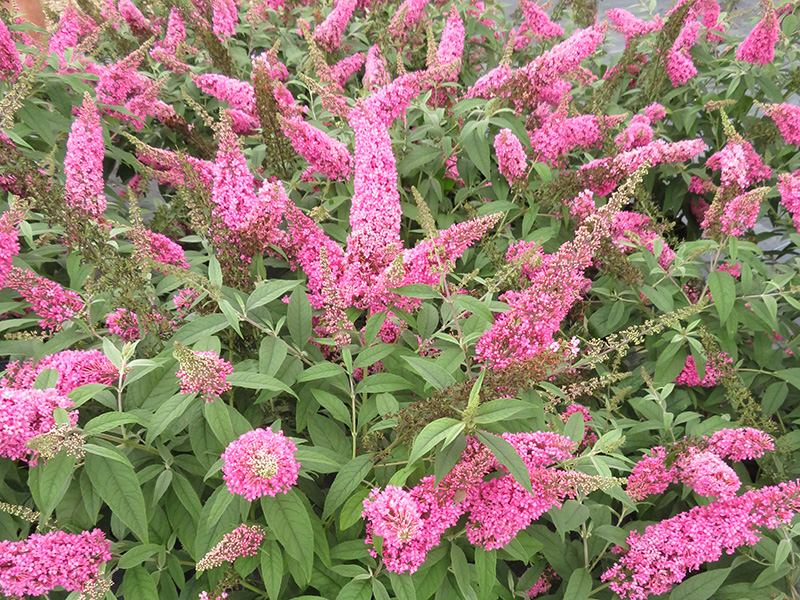 http://First%20Editions®%20Trippy%20Pink™%20Butterfly%20Bush