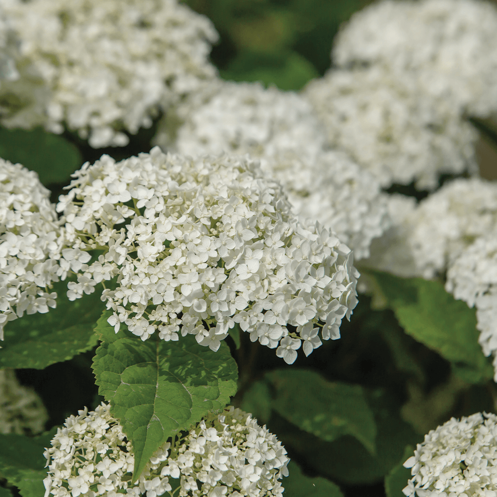 FlowerFull® Smooth Hydrangea Blooms
